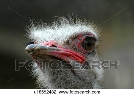 Stock Image - bird, ostrich. Fotosearch