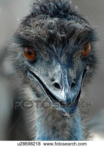 Stock Photo - bird, ostrich. Fotosearch