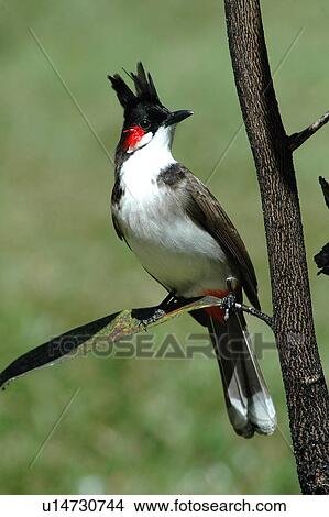 Picture - bird. Fotosearch