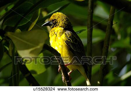 Picture - bird. Fotosearch