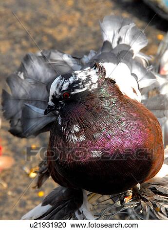 Stock Image - bird. Fotosearch