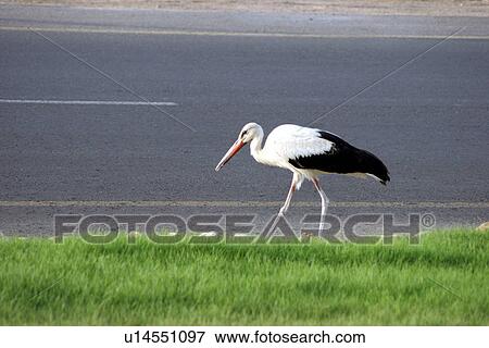 Stock Photo - bird. Fotosearch
