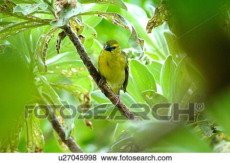 Stock Photo - bird. Fotosearch