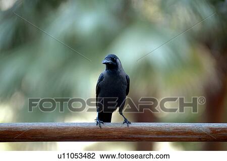 Stock Image - bird, trees. Fotosearch