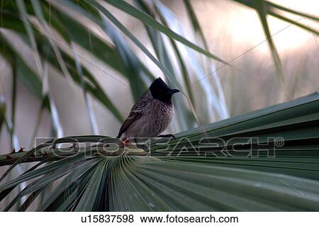 Stock Photo - bird, trees. Fotosearch
