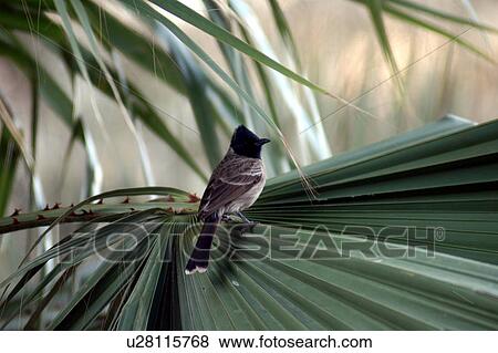Stock Photo - bird, trees. Fotosearch