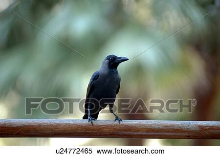 bird, trees View Large Photo Image Stock Photography - bird, trees. Fotosearch