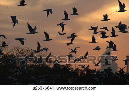 Stock Image - birds, flying, migratrion, sunset, emirates, tower, background. Fotosearch