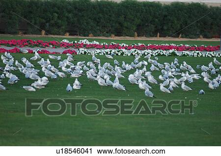Stock Image - birds, flying, park. Fotosearch
