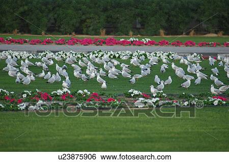 Stock Photograph - birds, flying, park. Fotosearch