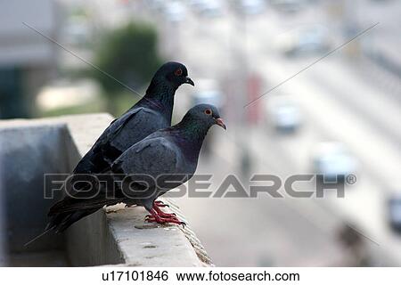 Stock Photograph - birds. Fotosearch