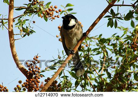 Stock Image - bulbul, bolbol, bird, canary, canari. Fotosearch