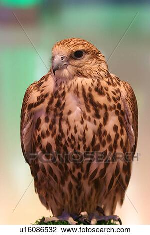 falcon, bird View Large Photo Image Stock Image - falcon, bird. Fotosearch