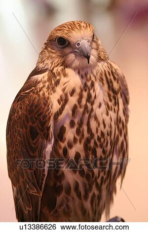 Stock Photograph - falcon, bird. Fotosearch