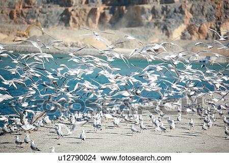 many, seagulls, bird, flying, beach View Large Photo Image Picture - many, seagulls, bird, flying, beach. Fotosearch