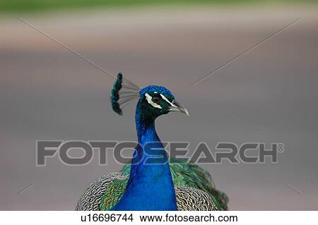 Picture - paon, peacock, bird. Fotosearch