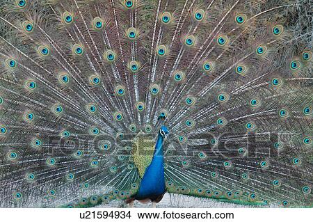 Picture - paon, peacock, bird. Fotosearch