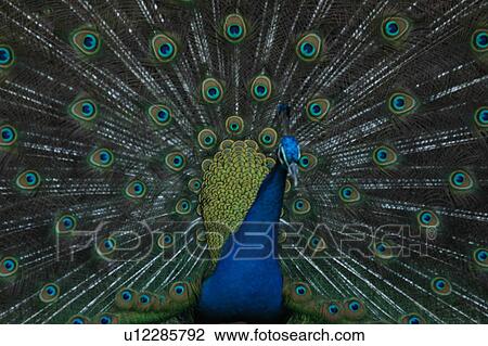 Stock Image - paon, peacock, bird. Fotosearch