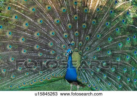 Stock Image - paon, peacock, bird. Fotosearch