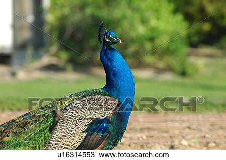Stock Image - paon, peacock, bird. Fotosearch