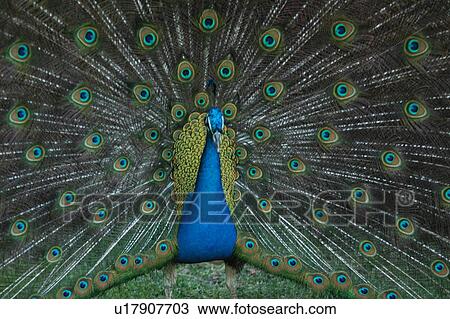 Stock Image - paon, peacock, bird. Fotosearch