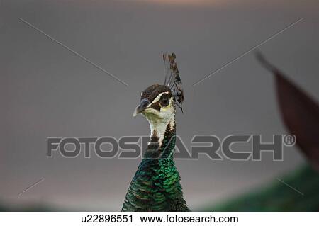 Stock Image - paon, peacock, bird. Fotosearch