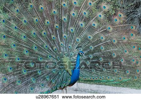paon, peacock, bird View Large Photo Image Stock Image - paon, peacock, bird. Fotosearch