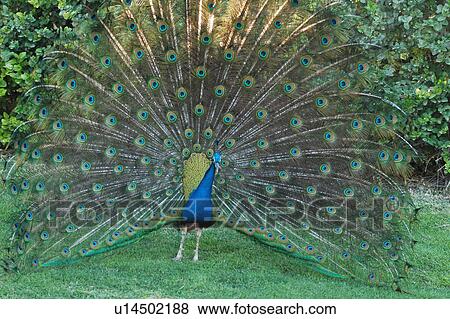 paon, peacock, bird View Large Photo Image Stock Photo - paon, peacock, bird. Fotosearch