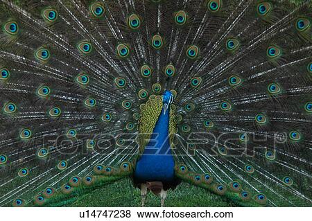 Stock Photo - paon, peacock, bird. Fotosearch