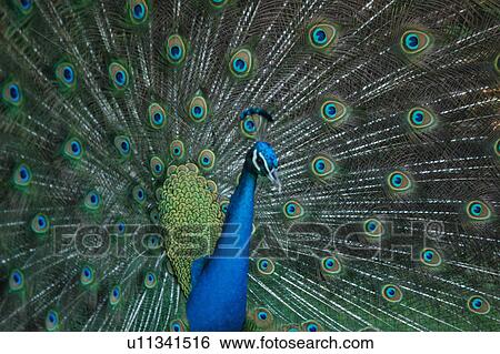 paon, peacock, bird View Large Photo Image Stock Photograph - paon, peacock, bird. Fotosearch