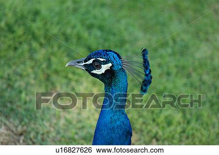 Stock Photograph - paon, peacock, bird. Fotosearch