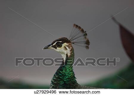 Stock Photograph - paon, peacock, bird. Fotosearch
