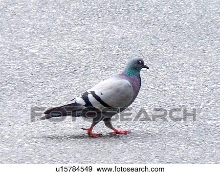 Stock Photo - Pigeon, Bird, Walk, Walking, Street. Fotosearch