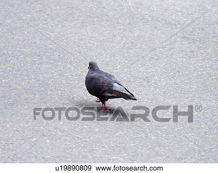 Stock Photo - Pigeon, Bird, Walk, Walking, Street. Fotosearch