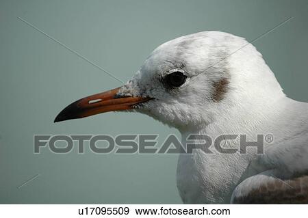 Stock Photo - seagull, bird, beach, water, sea, head. Fotosearch