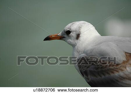 Stock Photograph - seagull, bird, beach, water, sea, head. Fotosearch