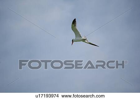 Picture - seagull, bird, beach, water, sea. Fotosearch