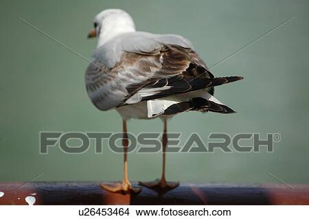 Picture - seagull, bird, beach, water, sea. Fotosearch
