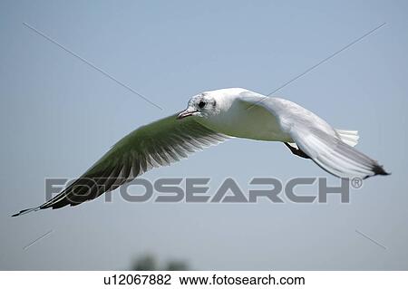Stock Image - seagull, bird, beach, water, sea. Fotosearch