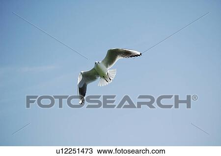 Stock Image - seagull, bird, beach, water, sea. Fotosearch