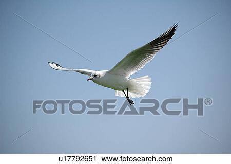Stock Image - seagull, bird, beach, water, sea. Fotosearch