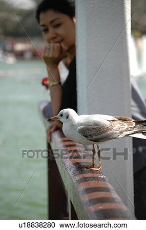 seagull, bird, beach, water, sea, sitting, girl View Large Photo Image Stock Image - seagull, bird, beach, water, sea, sitting, girl. Fotosearch