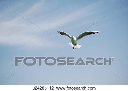 Stock Image - seagull, bird, beach, water, sea. Fotosearch
