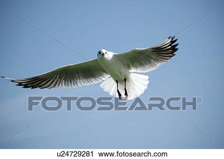 Stock Image - seagull, bird, beach, water, sea. Fotosearch