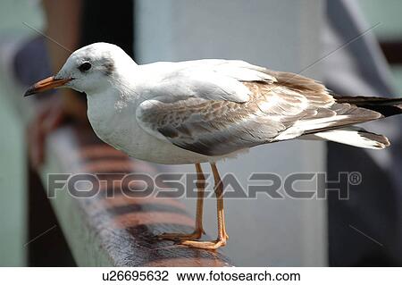 Stock Image - seagull, bird, beach, water, sea. Fotosearch