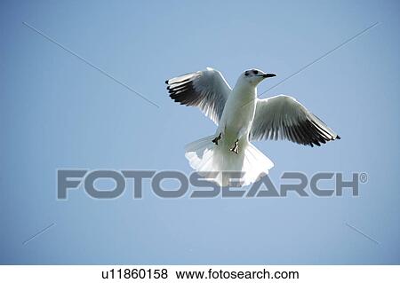 Stock Photo - seagull, bird, beach, water, sea. Fotosearch