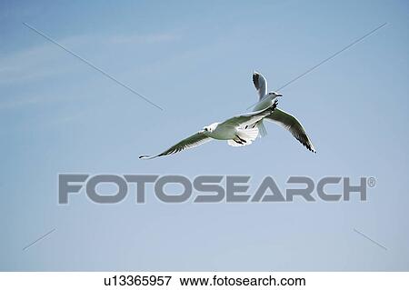 Stock Photo - seagull, bird, beach, water, sea. Fotosearch