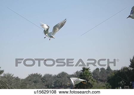 Stock Photo - seagull, bird, beach, water, sea. Fotosearch