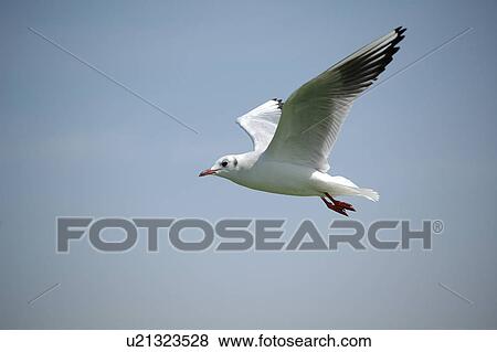 Stock Photo - seagull, bird, beach, water, sea. Fotosearch