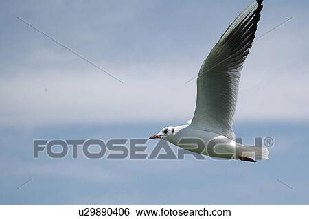 seagull, bird, beach, water, sea View Large Photo Image Stock Photograph - seagull, bird, beach, water, sea. Fotosearch